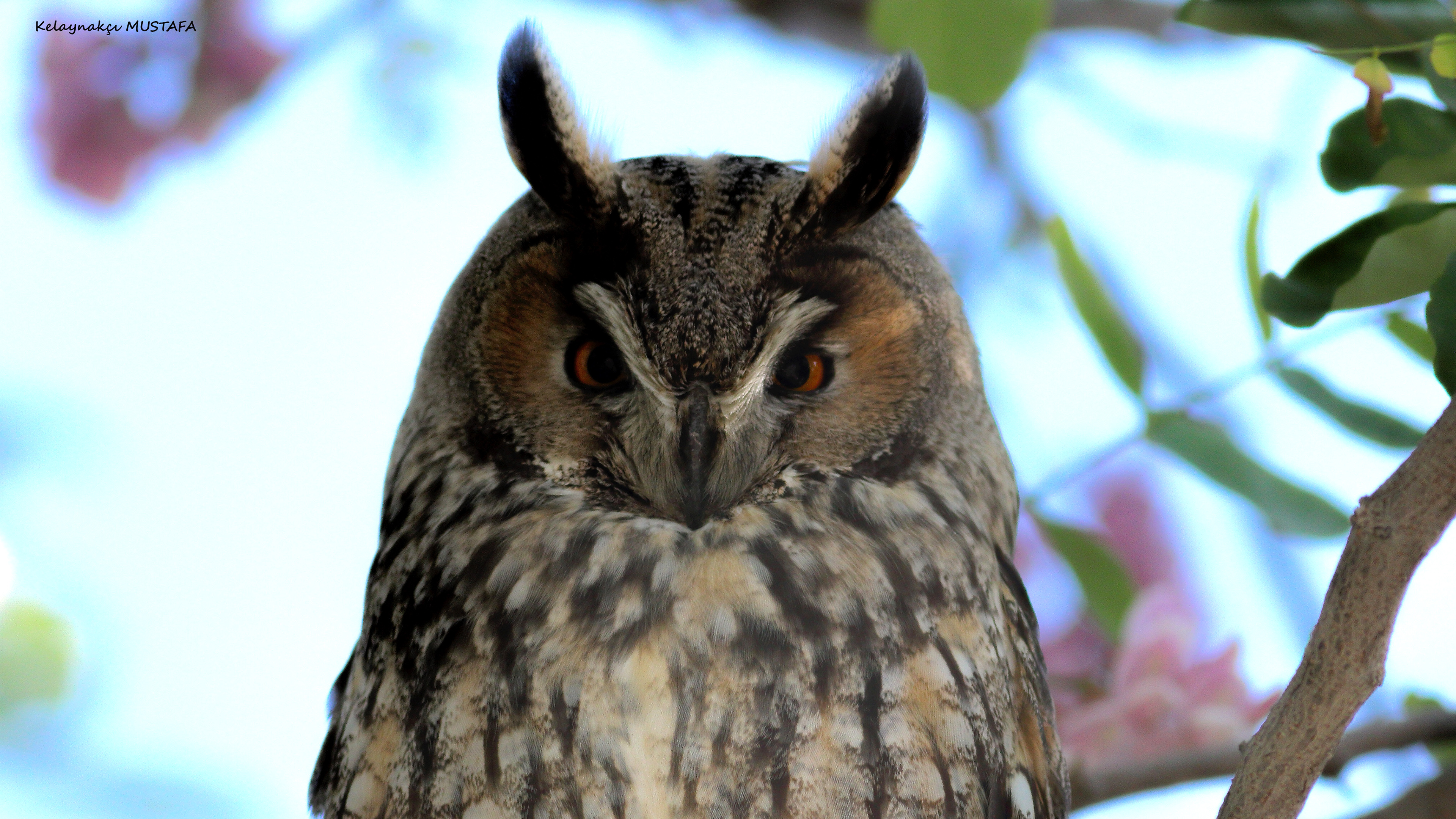 Long-eared Owl